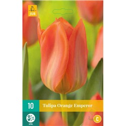 Тюльпан	Orange Emperor 10шт