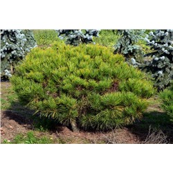 Pinus	dens. Tanyosho Compacta