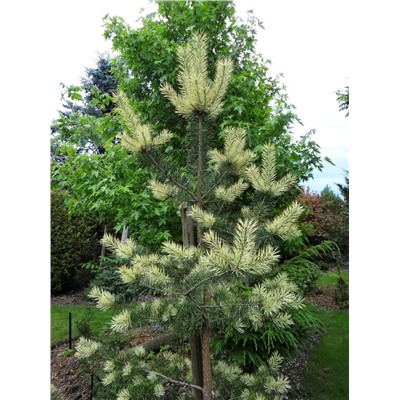 Сосна обыкновенная Биалогон Pinus sylvestris Bialogon С 7.5
