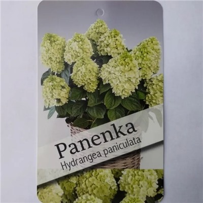 Гортензия метельчатая  paniculata Panenka