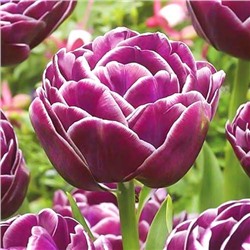 Tulipa	Тюльпан	Dream Touch (5 шт)