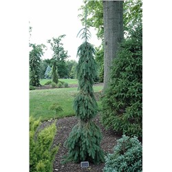 Picea (Ель) gl. Pendula C10 80-100