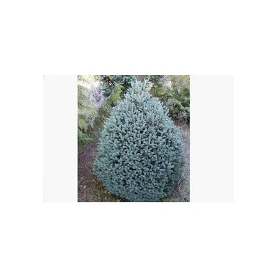 Picea pungens 'Scottie'	15-20 cm cont. 3,0L