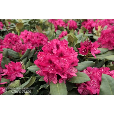 Rhododendron Nova Zembla    C5