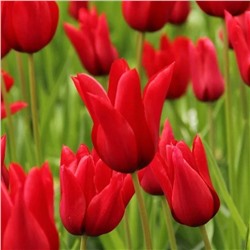 Tulipa	Тюльпан	Pretty Woman (10 шт)