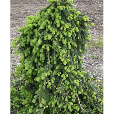 Picea abies	Ель обыкновенная	Inversa	C7,5