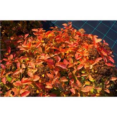 Спирея японская (Spiraea japonica `Pink and Gold`)