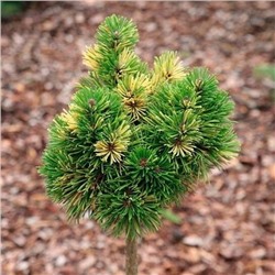 Pinus mugo 'Albovariegata Panoch'	C2	12/15