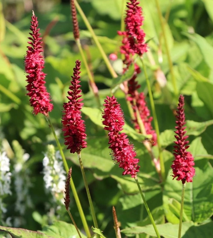 Горец свечевидный Dark Red