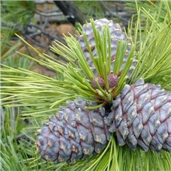 Pinus (Сосна) cembra var. sibirica кедровая