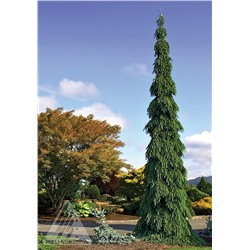 Picea glauca 'Morton Arboretum Weeping' C2	30/40