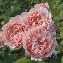 Роза чайно-гибридная Принцесса Шарлен Де Монако