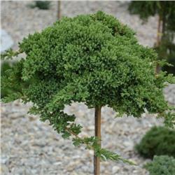 Можжевельник	Juniperus	proc. Nana