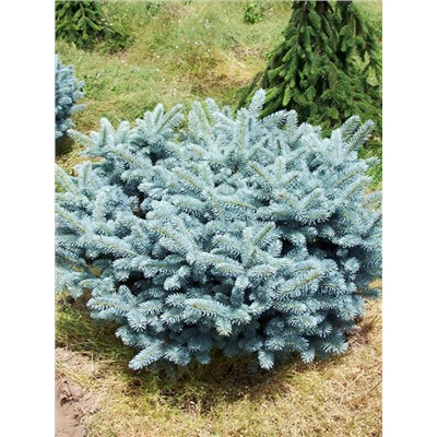 Picea pungens Glauca Globosa