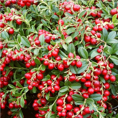 Vaccinium vitis-idaea 'Red Pearl'  брусника