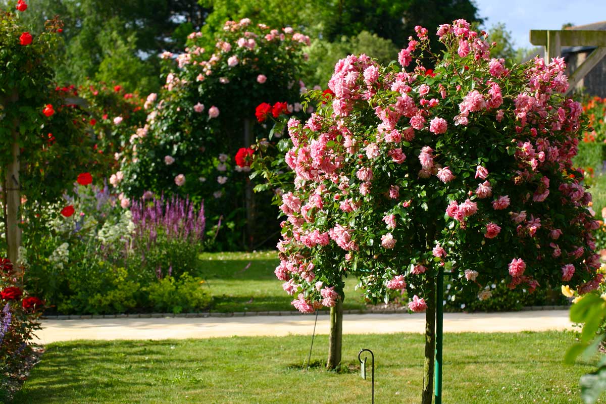 Розы на штамбе (и не только) из Сербии - sp-garden.ru cовместные покупки для сада
