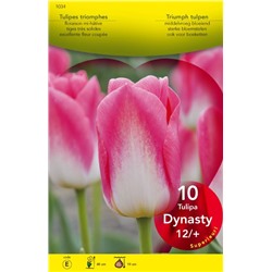 Тюльпан Dynasty 10 шт