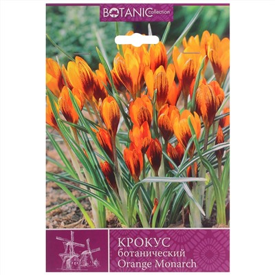 Crocus	Крокус	olivieri Orange Monarch (15 шт)