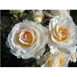 Роза флорибунда Poustinia