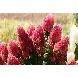 Hydrangea paniculata Red Velvet - Indian Summer