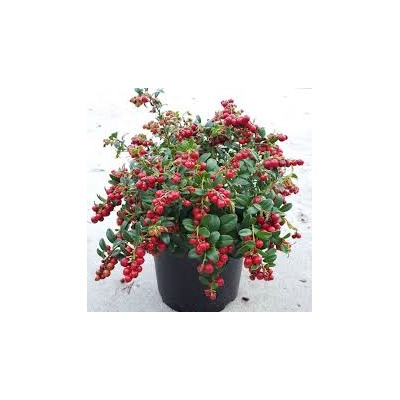 Vaccinium vitis-idaea 'Red Pearl'  брусника
