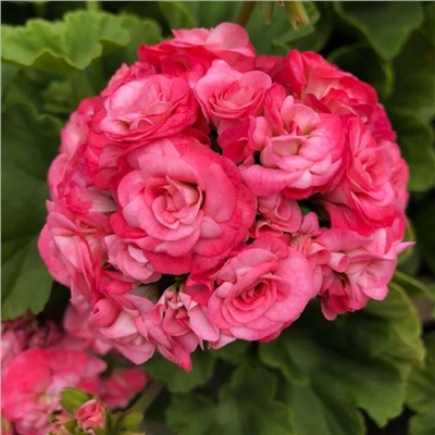 Пеларгония розебудная Grainger's Antique Rose  4