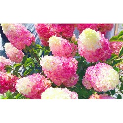Hydrangea paniculata Living 'Strawberry Blossom'®