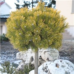 Сосна горная Винтер Голд (Pinus mugo Winter Gold) C5 Ра 60-70