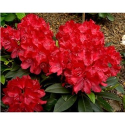 Rhododendron (Род-н) Wladyslaw Jagietto / Royal Red С5