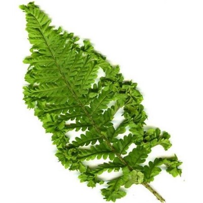 Dryopteris "Crispa Cristata"