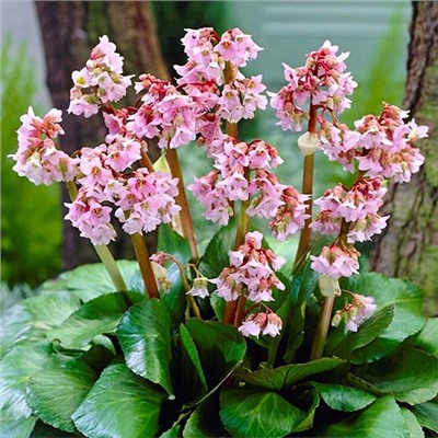 BERGENIA HYBRIDE Baby Doll