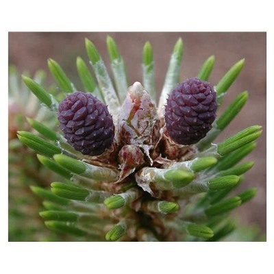 Сосна черная Орегон Грин (Pinus nigra Oregon Green) С5