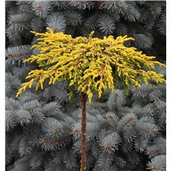 Можжевельник	Juniperus	comm. Goldschatz