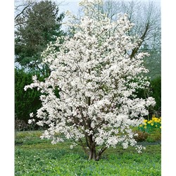 Magnolia	lxloebneri 'Merrill'