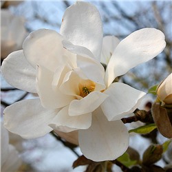 Magnolia lxloebneri 'Merrill'