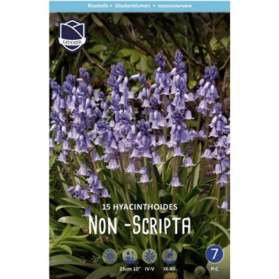 Hyacinthoides	Гиацинтоидес	non-scripta (15 шт)