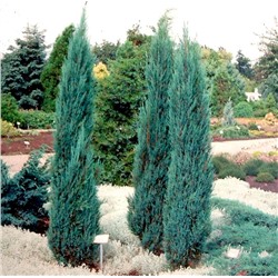 Juniperus	Можжевельник	scop. Blue Arrow