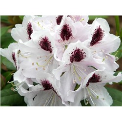 Rhododendron (Род-н) Calsap C5