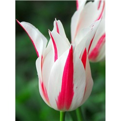 Tulipa	Тюльпан	Marilyn (10 шт)