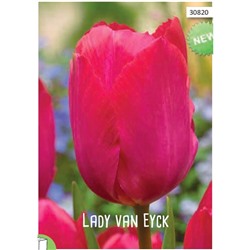 Тюльпан Lady van Eyck