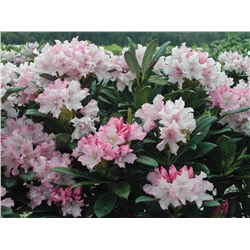Rhododendron (Род-н) Pohjola's Daughter / Pohjolan Tytar