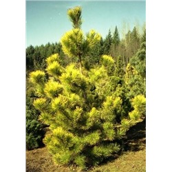 Pinus	thunb. Ogon