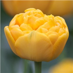 Tulipa	Тюльпан	Yellow Pomponette
