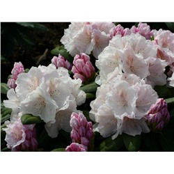 Азалия/Рододендрон якушиманский (Rhododendron yakushimanum Schneekrone C5)
