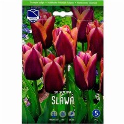 Tulipa	Тюльпан	Slawa (10 шт)