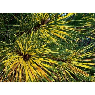 Pinus  thunb. Shirome Janome