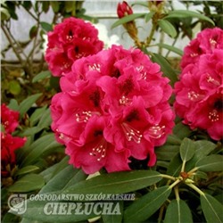 Rhododendron	Mieszko С5