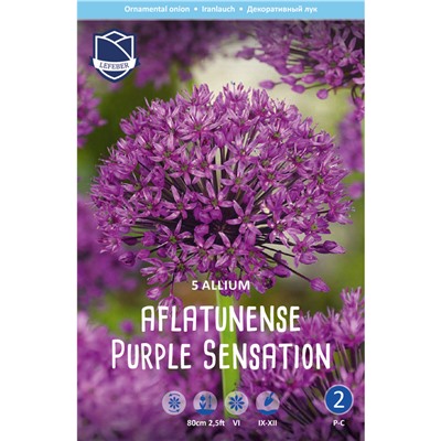 Allium	Аллиум	Purple Sensation (5шт)