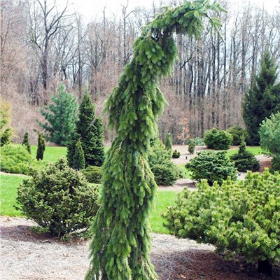 Picea	omor. Pendula Bruns 		С5	40-60