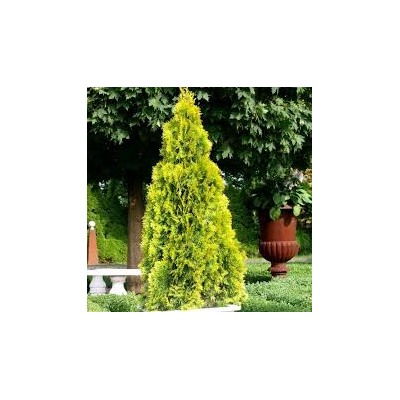 Thuja occidentalis Sunny Smaragd